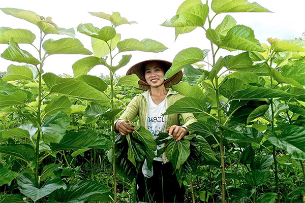 Mulberries Silk Farm Visits in Laos | Mulberries